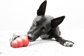 The Importance of Sniffing