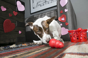 8 Ways to Spend Valentine’s Day With Your Pet