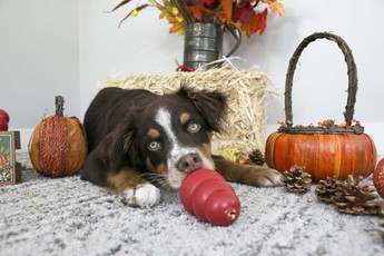 Pumpkin-Spiced Enrichment