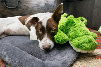 Keeping Dogs and Cats Safe During Fireworks, Thunderstorms, and Other Loud Noises