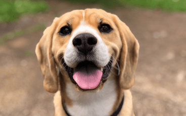Good Dog's Guide to Getting Adopted