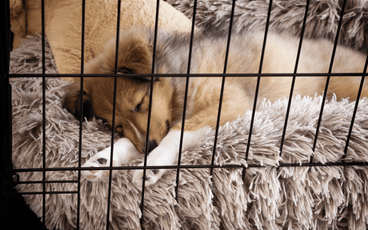 How to Crate Train Your Dog With a KONG