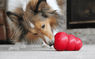 How to Stuff a KONG