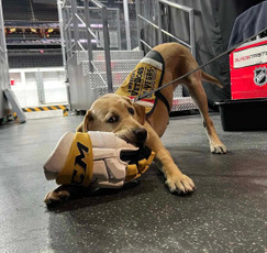 Dogs with Jobs: Maverick the Hockey Pup