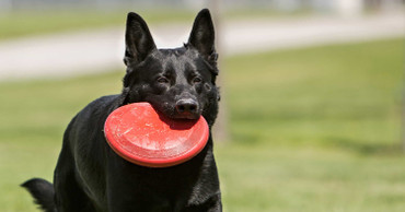 4 Signs Your Dog Isn’t Getting Enough Exercise