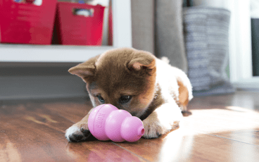 KONG Tips for Training Your Dog at Home