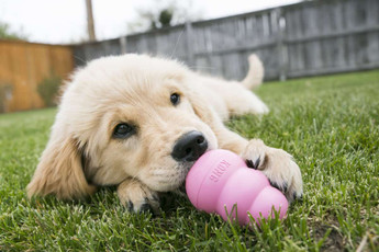New Puppy Must-Haves