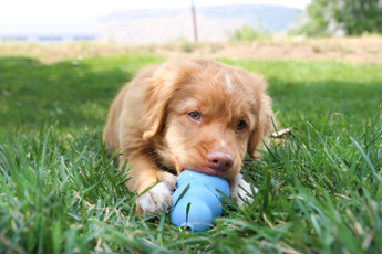 New Dog Checklist