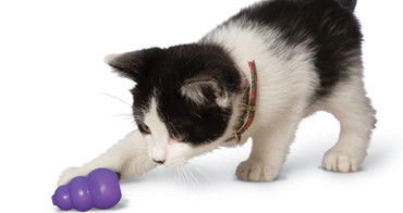Cat Toys You Didn't Know You Needed