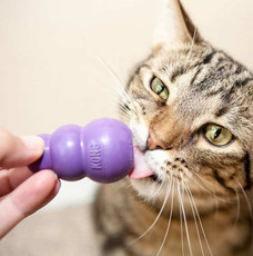 Introducing Cats to Kitty KONG®