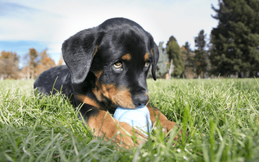 New Puppy Tips