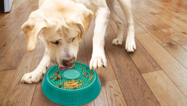 5 Toys for Slow Feeding Your Dog
