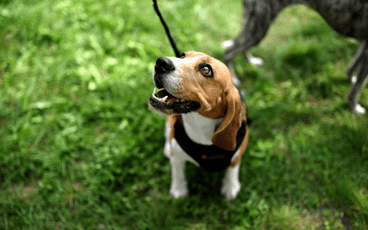 Step-by-Step: How to Walk Your Puppy on a Loose Leash
