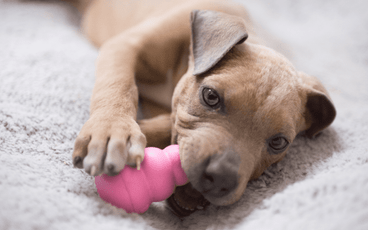 Teaching Your Puppy to Settle and Be Happy at Home
