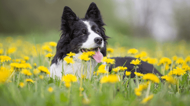 Get Your Pet in Shape for Spring