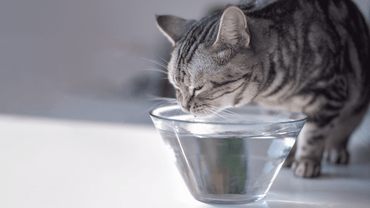 How can I get my cat to drink more water?