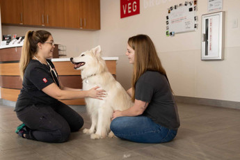 Dog Dental Emergencies – Signs and Symptoms