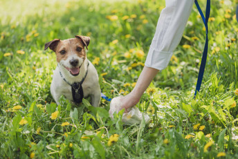 Adventure Dogs: A Pet Parent’s “Doody” To the Great Outdoors