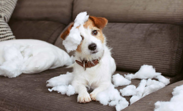 Naughty Dogs Are Bored Dogs