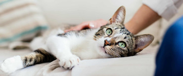 Decoding Cats: How to Read Your Cat’s Body Language
