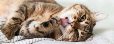 Feline Wisdom: The Importance of Licking and Sniffing for Cats
