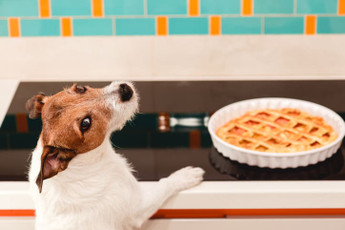 Safe—and Hazardous—Holiday Foods for Dogs