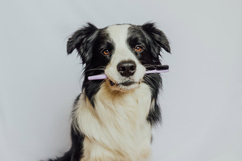 Why You Should Brush Your Pet’s Teeth