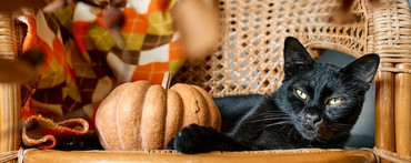 Wait, black cats bring GOOD luck?