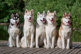 Rescue Spotlight: POSO Dog Rescue and Working Breeds