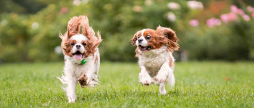 Etiquette Series: Dog Park Etiquette Explained