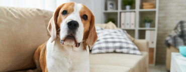 Adopting A Rescue Dog: What to expect