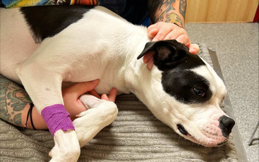 Four-Legged Heroes: Pet Blood Banks and the Battle for Awareness
