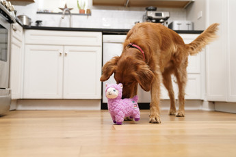 February Dog “Love Languages” 