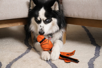Paws and Brackets: The Dog Mascots of March  