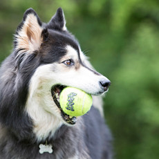 Outdoor Toys Your Dog Will Love