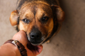 How RedRover Saves Lives at Both Ends of the Leash 
