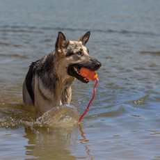 Pack the Leash, Pack the KONG: A Pet Parent's Guide to Summer Travel