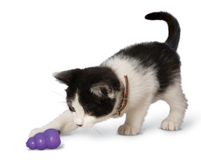 Cat Fostering 101 - Guide to Fostering Basics