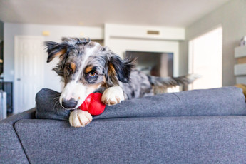 Pet Dental Health