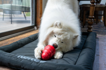 Understanding and Meeting Your Pet's Specific Enrichment Needs