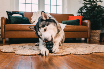 How to Keep Your Dog Enriched During the Holiday Chaos