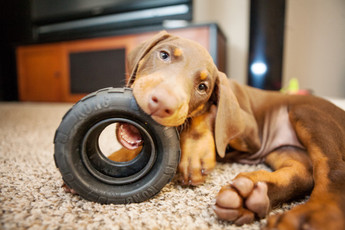 The Best Toys for Pets Based on Their Zodiac Sign