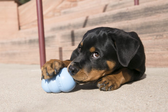 Style Points: What's Your Dog's Chewing Style? Why Does it Matter?