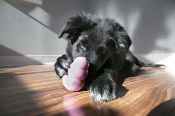Puppy Proofing your Home