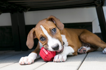 New Year, Better Bond: Quality Time with Your Dog 