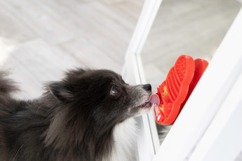 5 Toys for Slow Feeding Your Dog