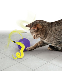 Training Cats? Yes Really! (Part 2)