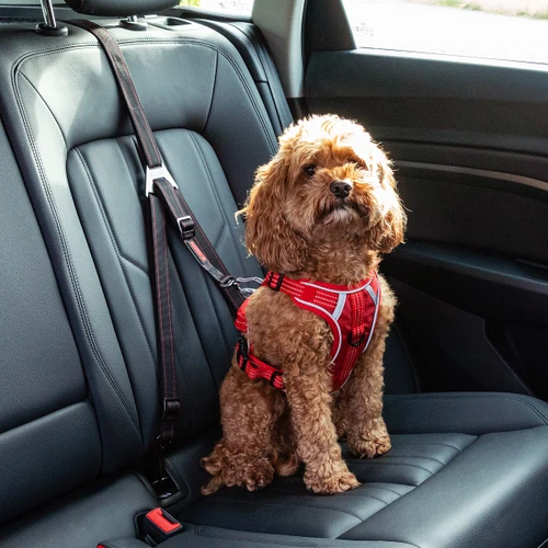 Dog wearing a travel harness connected to a vehicle safety tether in the rear seat