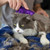 Cat ZoomGroom