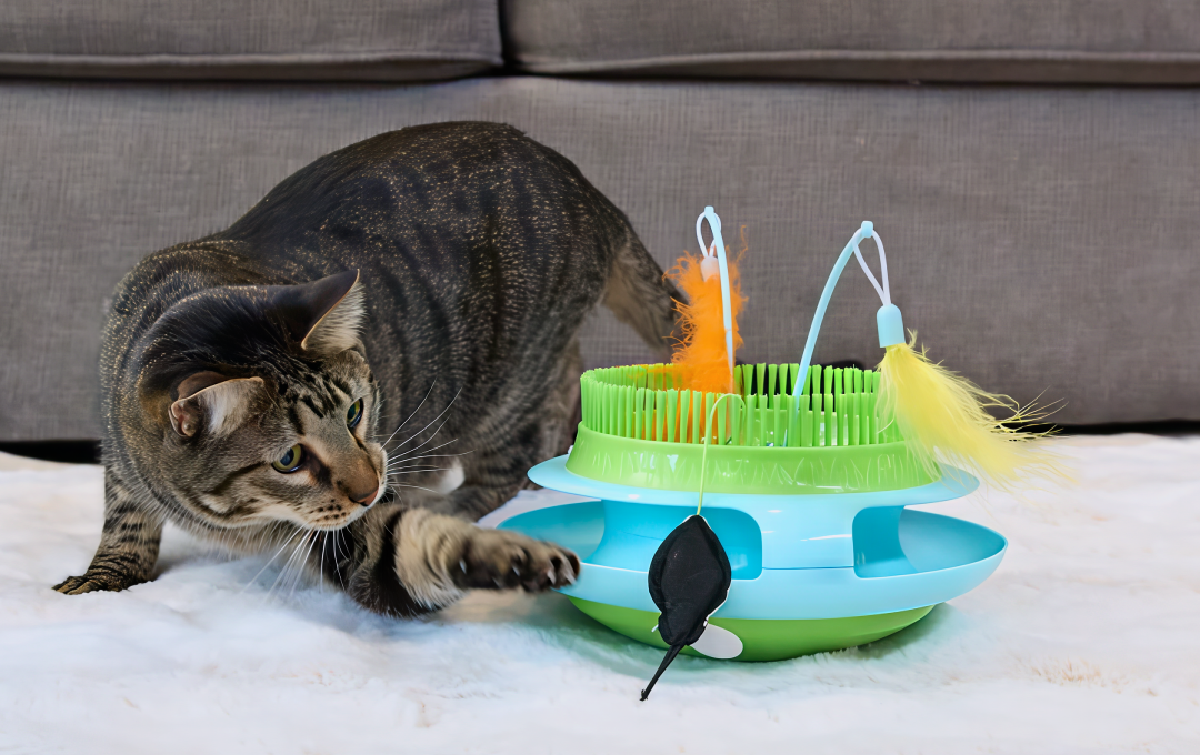 Curly black and white dog resting on a cushion with a yellow plush KONG chicken toy.